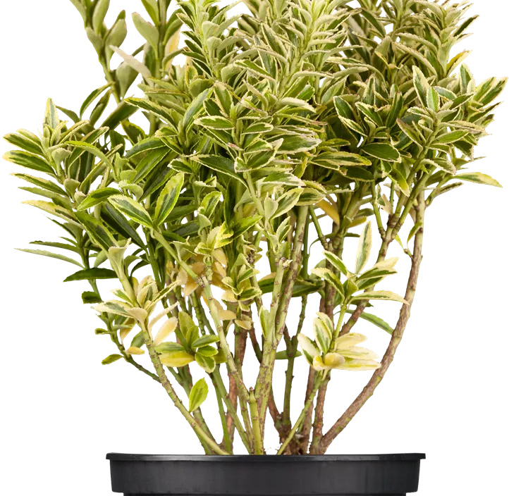 Immergrüne Japanspindel