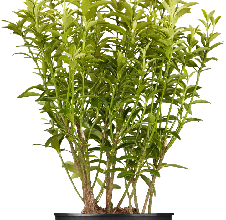 Immergrüne Japanspindel