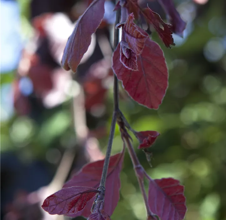 Blutbuche 'Purple Fountain'
