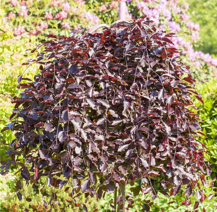 Schwarzrote Hängebuche 'Purpurea Pendula'