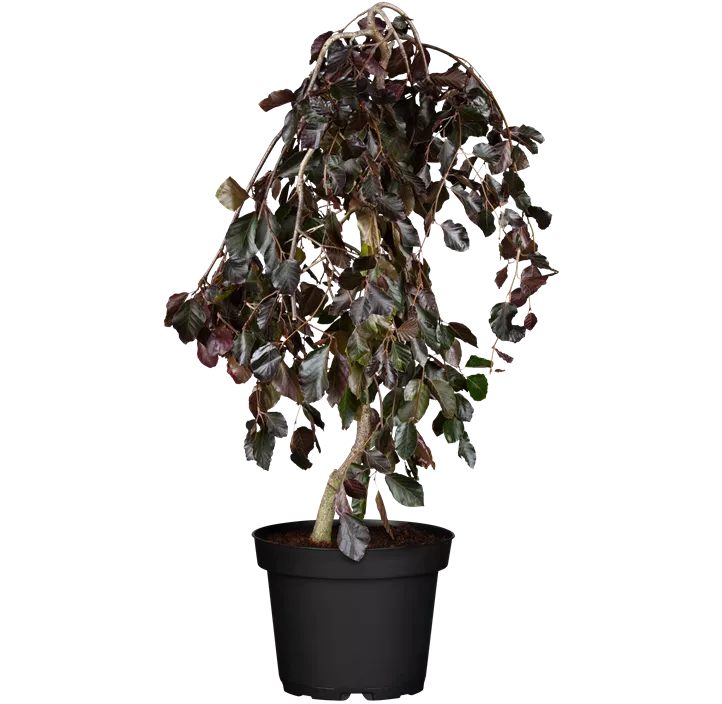 Schwarzrote Hängebuche 'Purpurea Pendula'