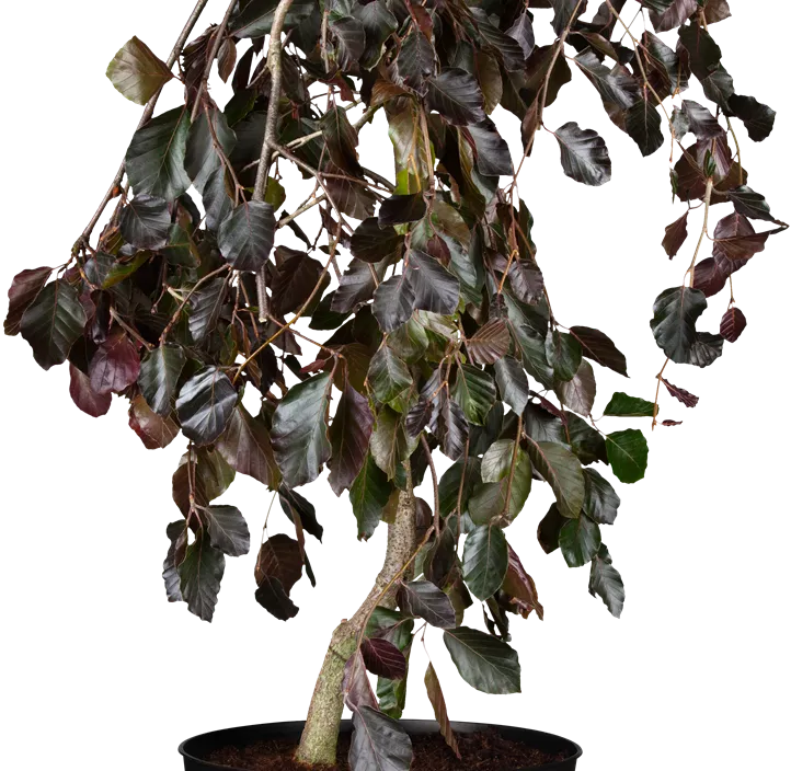 Schwarzrote Hängebuche 'Purpurea Pendula'