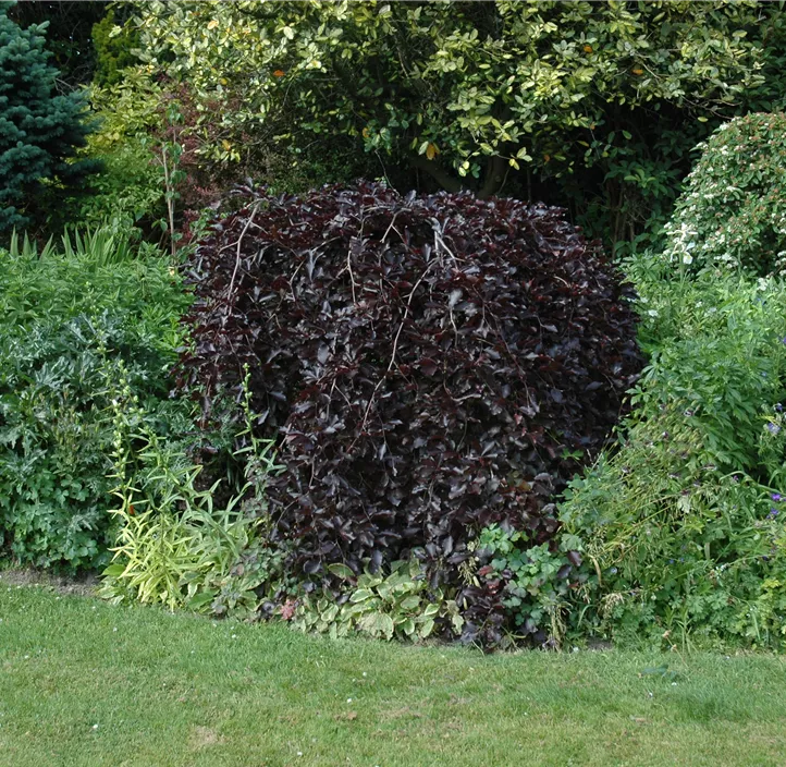 Schwarzrote Hängebuche 'Purpurea Pendula'