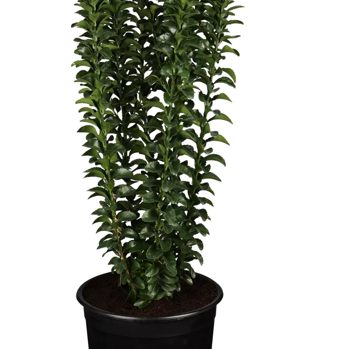 Säulen-Spindelstrauch 'Green Rocket'