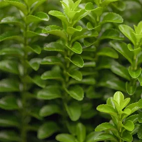 Euonymus japonicus Green Rocket Euonymus japonicus Green Rocket