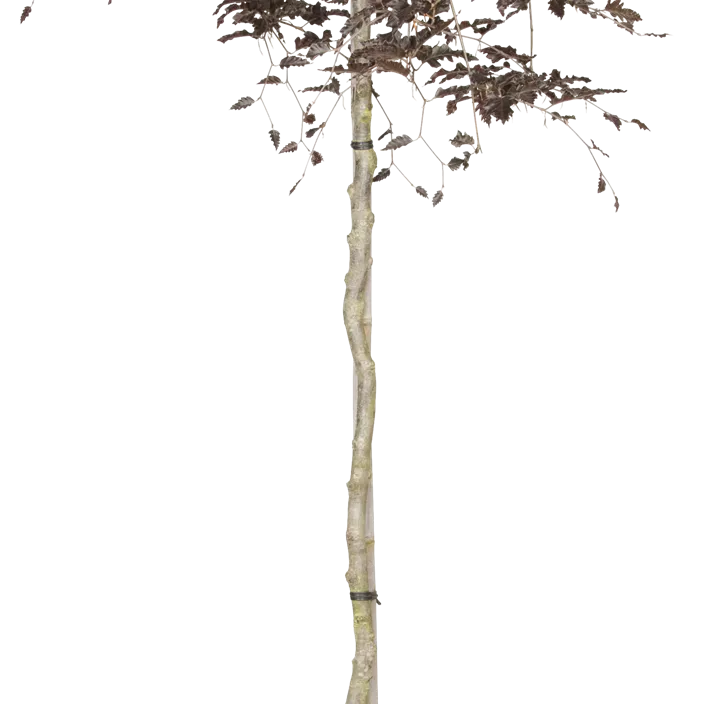 Rotbuche 'Rohan Weeping' Rotbuche 'Rohan Weeping'