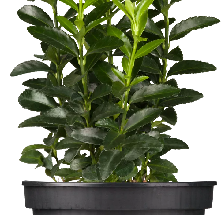 Japanspindel 'Green Spire' Japanspindel 'Green Spire'