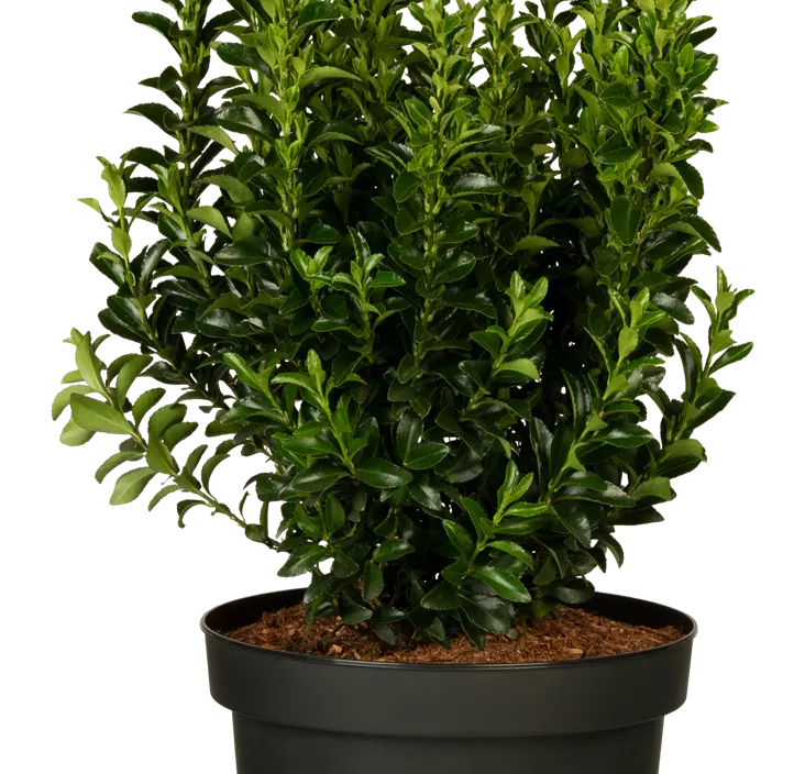 Japanspindel 'Green Spire' Japanspindel 'Green Spire'