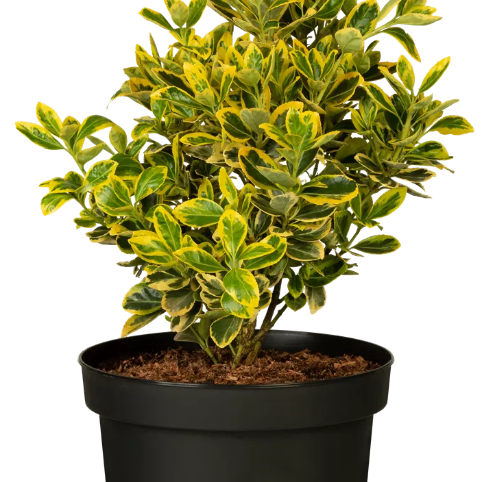 Japanspindel 'Marieke' Japanspindel 'Marieke'