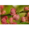 bellaflora Gartencenter GmbH