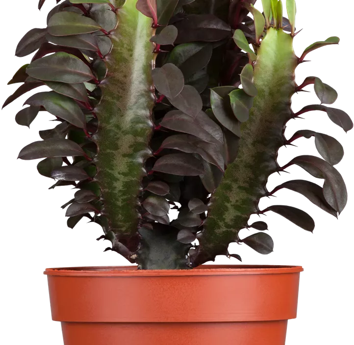 Dreikantige Wolfsmilch