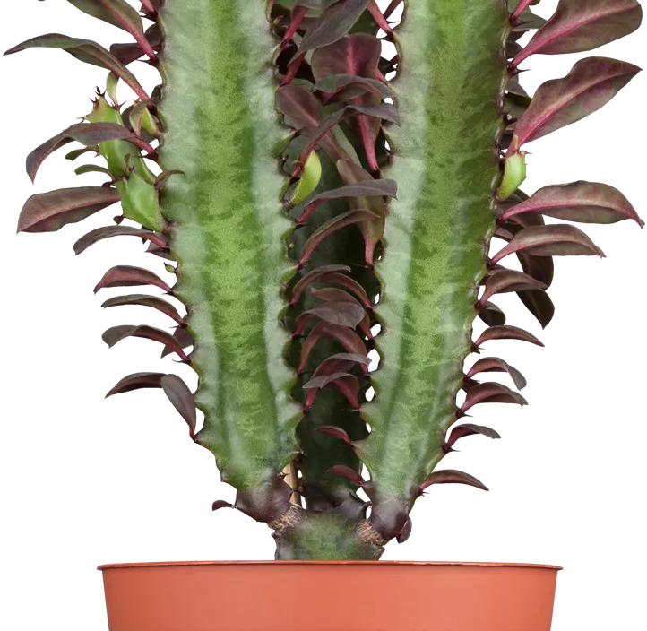 Dreikantige Wolfsmilch