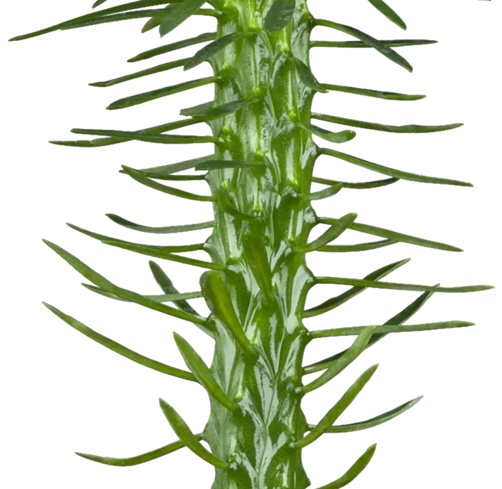 Dreikantige Wolfsmilch