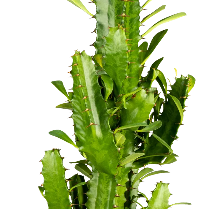 Dreikantige Wolfsmilch