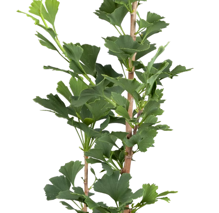 Säulen-Fächerblattbaum 'Menhir'® Säulen-Fächerblattbaum 'Menhir'®