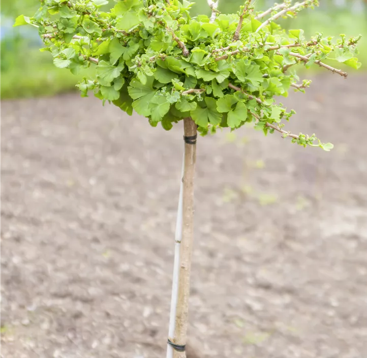 Fächerblattbaum 'Troll'