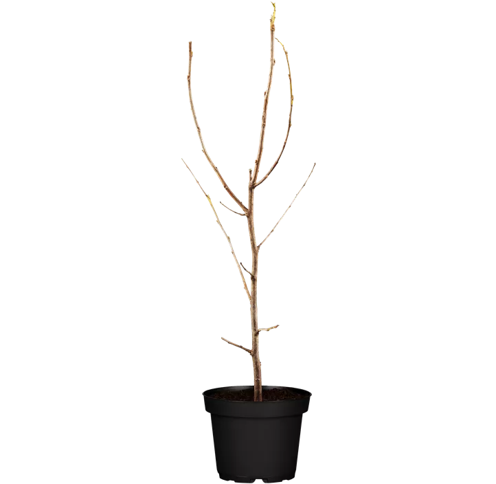 Schneeglöckchenbaum