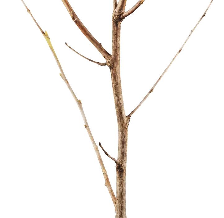 Schneeglöckchenbaum