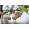 bellaflora Gartencenter GmbH