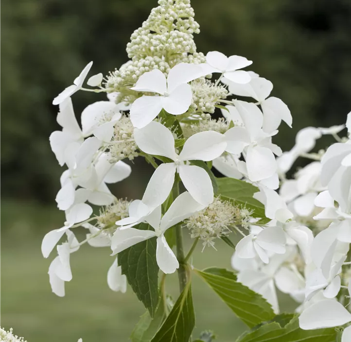 Rispenhortensie 'Kyushu'