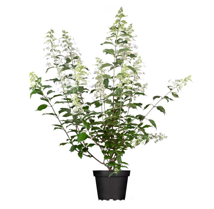 Rispenhortensie 'Kyushu'