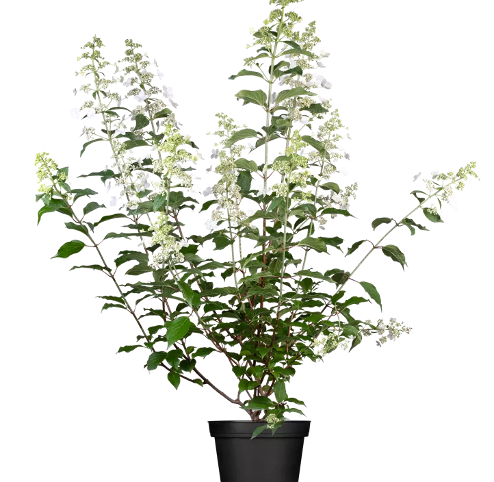 Rispenhortensie 'Kyushu' Rispenhortensie 'Kyushu'