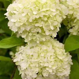 Hydrangea paniculata Limelight (Lieferartikel)