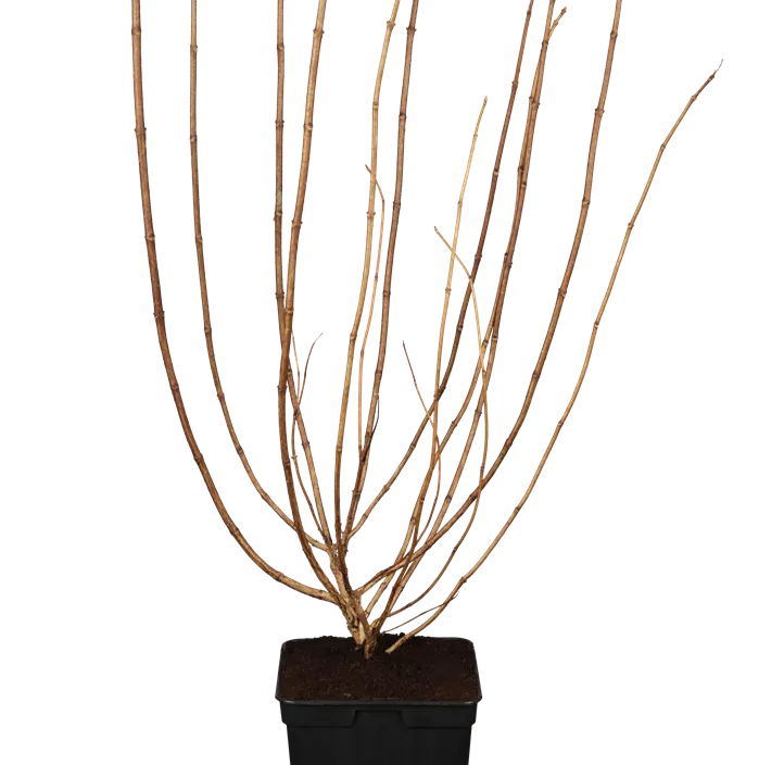 Rispenhortensie 'Limelight'(s)