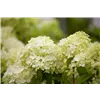bellaflora Gartencenter GmbH