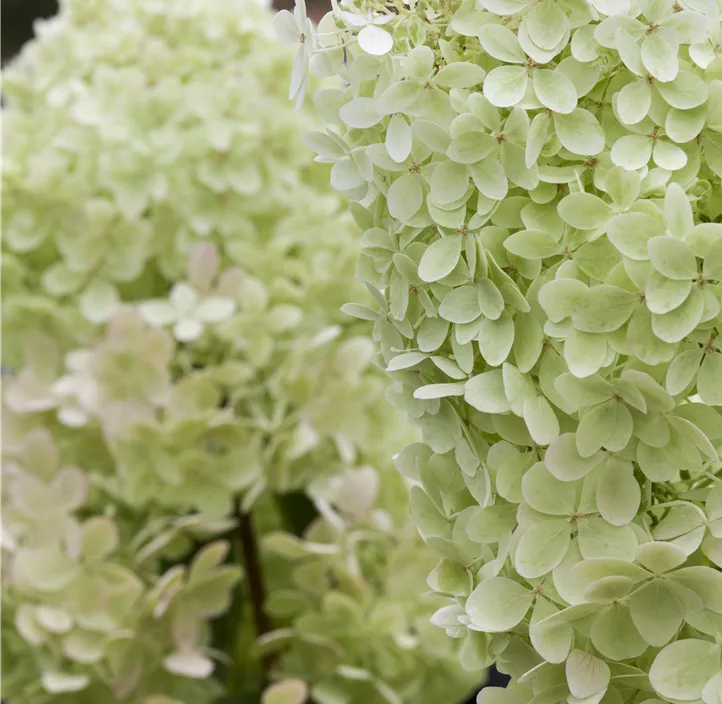 Rispenhortensie 'Limelight'(s)