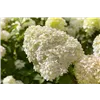 bellaflora Gartencenter GmbH