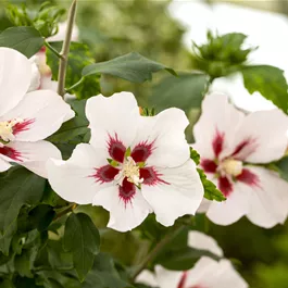 Hibiscus syriacus Hamabo