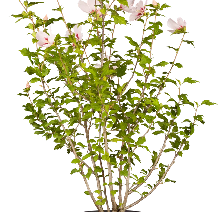 Garteneibisch 'Hamabo'