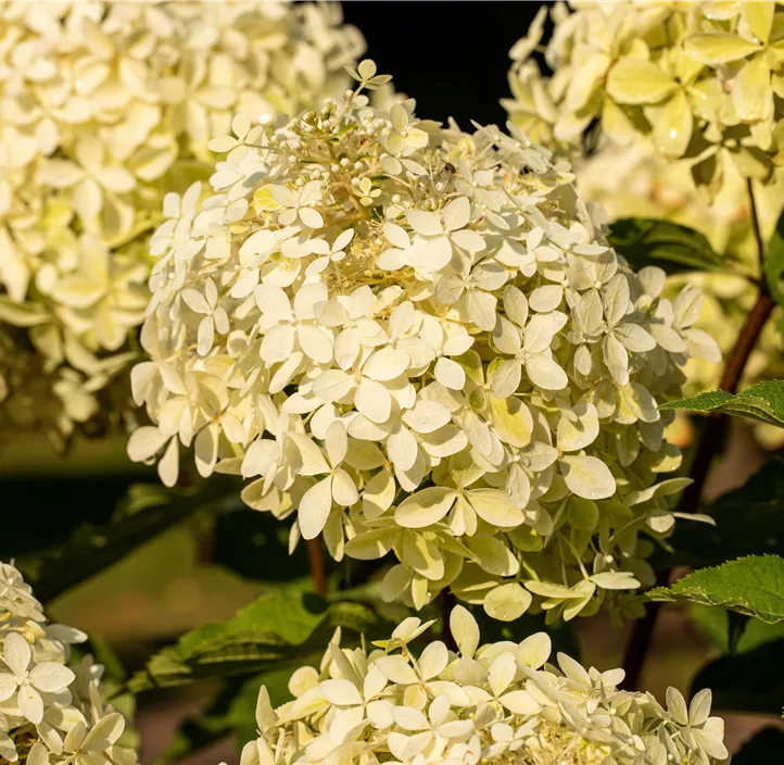Rispenhortensie 'Phantom'