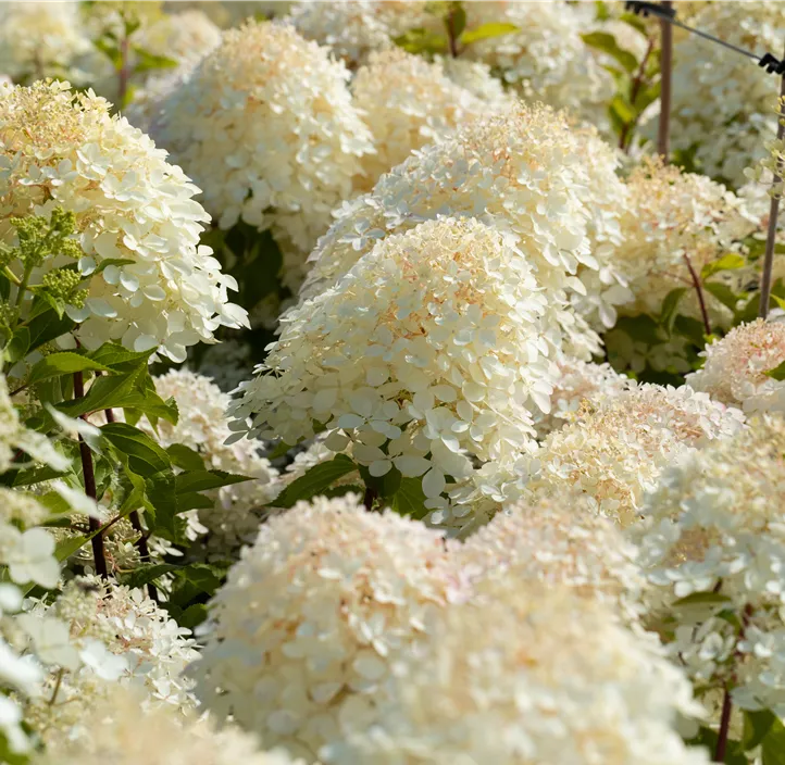 Rispenhortensie 'Phantom'