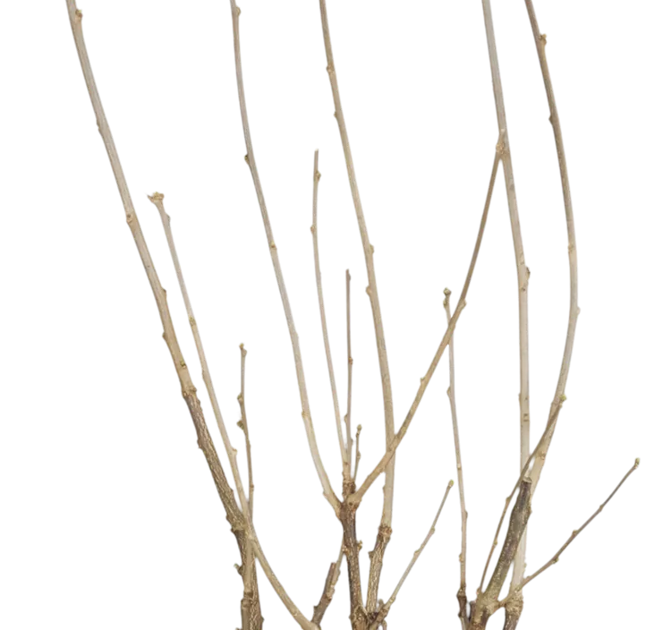 Garteneibisch 'Hamabo'