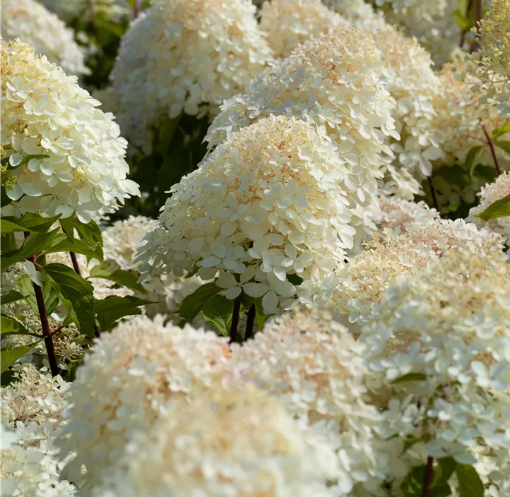 Rispenhortensie 'Phantom'