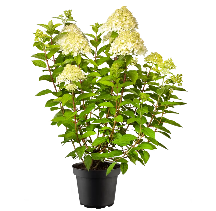 Rispenhortensie 'Phantom'