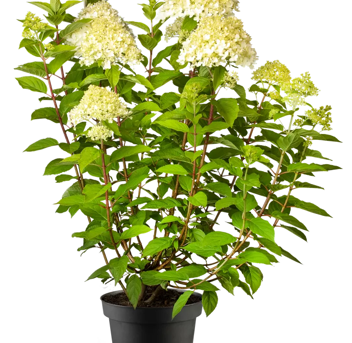 Rispenhortensie 'Phantom' Rispenhortensie 'Phantom'