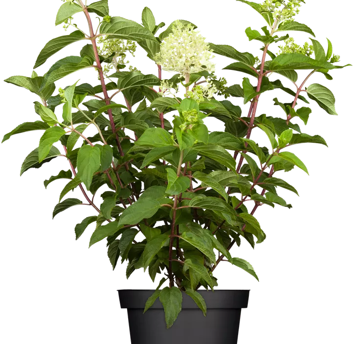 Rispenhortensie 'Silver Dollar'