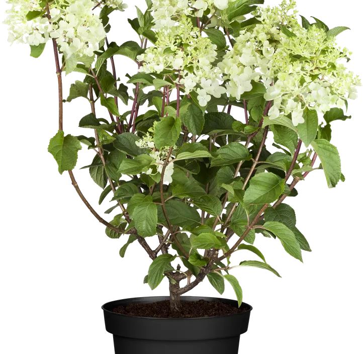 Rispenhortensie 'Silver Dollar'