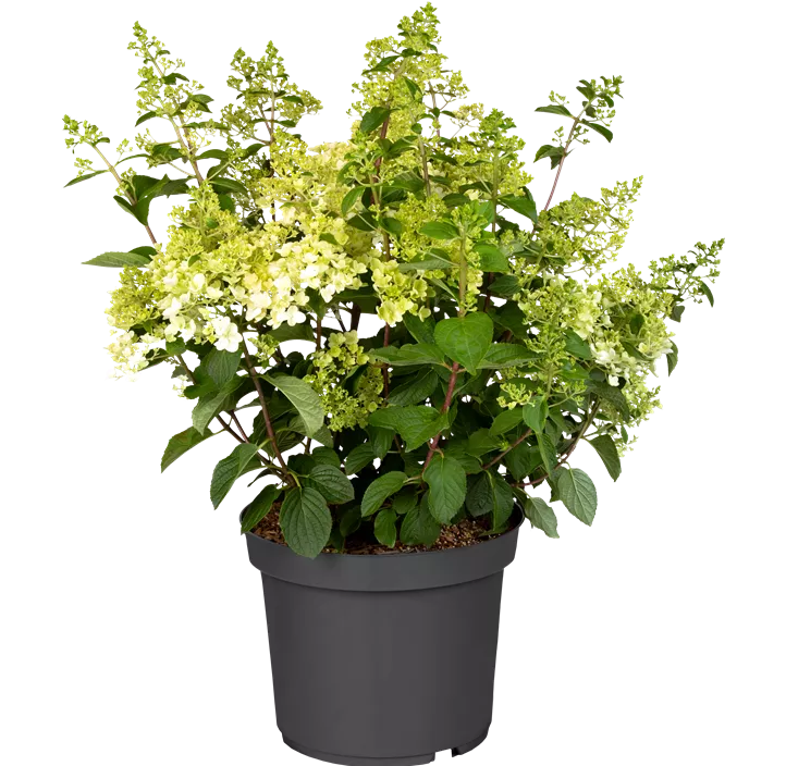 Rispenhortensie 'Silver Dollar'