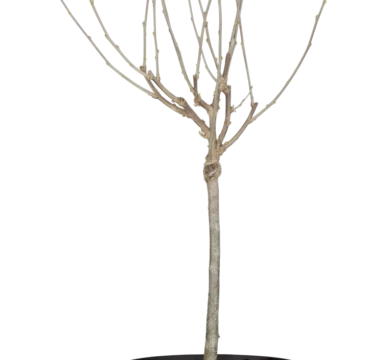 Garteneibisch 'Oiseau Bleu'