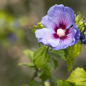 Hibiscus syriacus Oiseau Bleu
