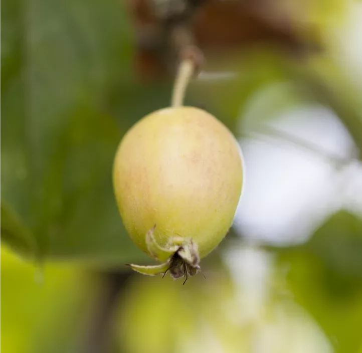 Zierapfel 'John Downie'