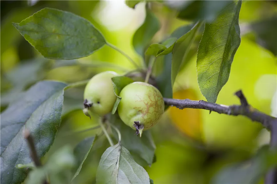 John Downie Zierapfel Baum - Buschbaum Mit Rosafarbenen Blüten & Essbaren Früchten