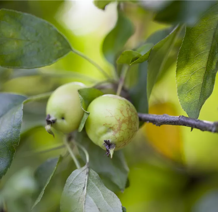 Zierapfel 'John Downie'