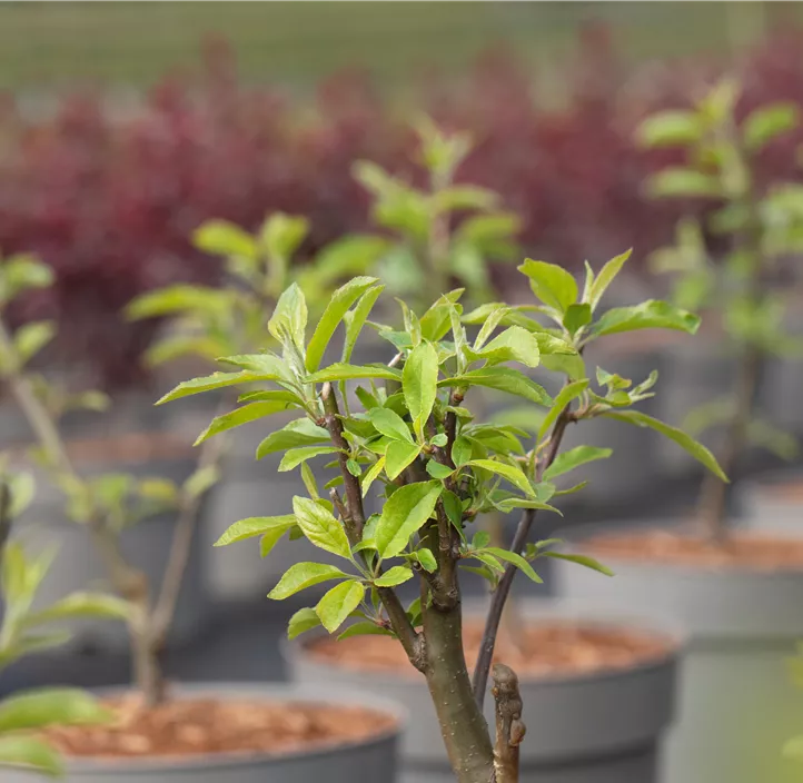 Zierapfel 'John Downie'