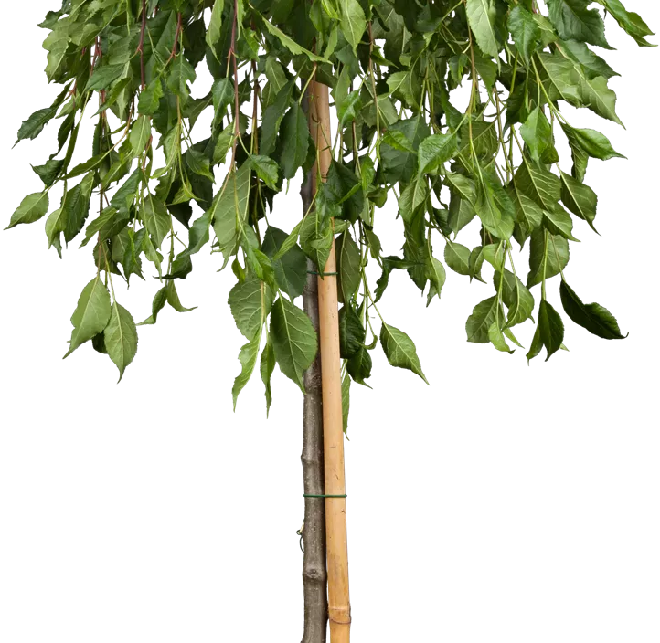 Zierapfel 'Red Jade' Zierapfel 'Red Jade'