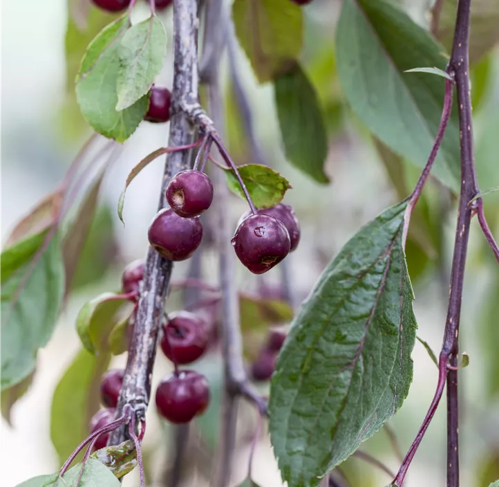 Zierapfel 'Royal Beauty'
